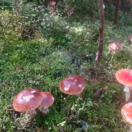 U Ponocneho Pod Ondrejnikem Domek alpejski Frýdlant nad Ostravicí