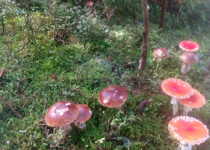 U Ponocneho Pod Ondrejnikem Chalet Frýdlant nad Ostravicí